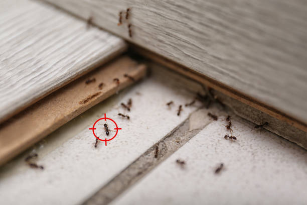 Best Pest Inspection Near Me  in Fris, CO